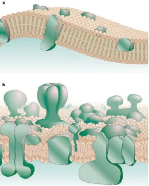 Figure 1.1: Fluid mosaic model vs. present plasma membrane model.(a) shows the plasma membrane according to the 1972 fluid mosaic model of Singer and Nicolson
