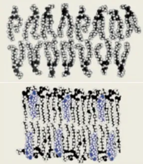 Figure 1.2: Liquid unordered vs. liquid ordered membrane phases. A schematic of lipid configurations in membranes