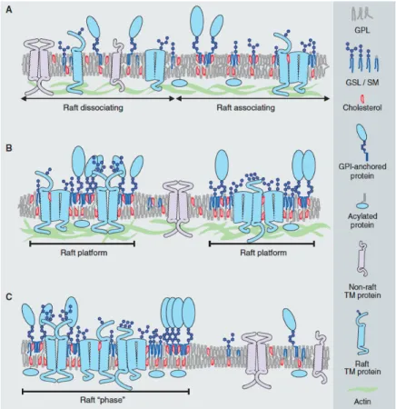 Figure 1.3: Conceptual cartoon of lipid rafts. (A) shows spatially fluctuating distributions of sterol and sphingolipid concentrations provoking assembly of certain  ly-cosylphosphatidylinositol (GPI)-anchored and transmembrane (TM) proteins