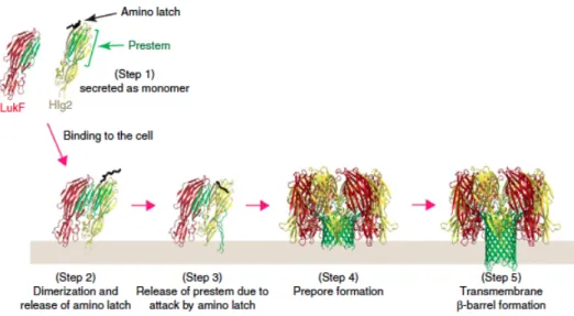 Figure 1.5: Steps of action for pore forming toxins. A schematic of PFT action at the cell membrane