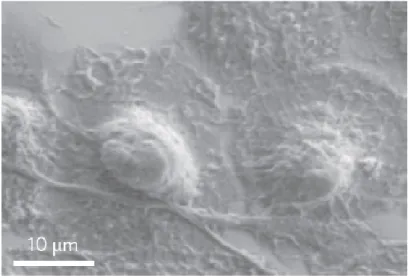 Figure 1.11: SEM image of human monocyte-derived macrophages. Figure reproduced from [ 101 ].