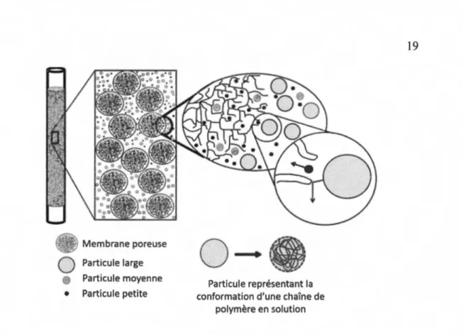 Figure 1.13  Principe de  séparation de  particules  de  polymère selon  leurs tailles dans 