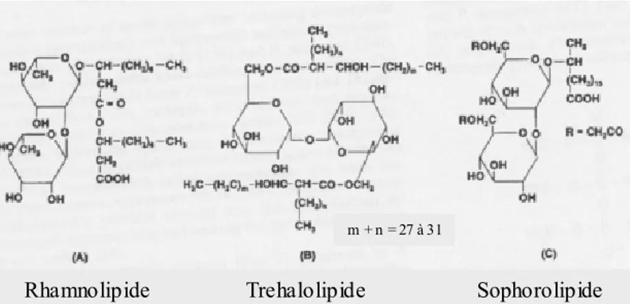 Figure 1 : Structures de quelques bioémulsifiants glycolipidiques. (A) rhamnolipide de type I produit par 
