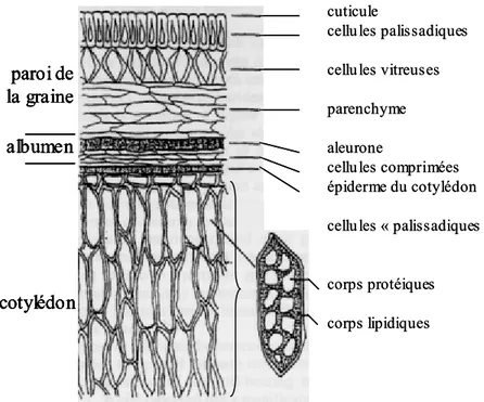 Figure 5 : Organisation du cotylédon et de l’albumen de graine de soja (schéma publié par Rosenthal et 