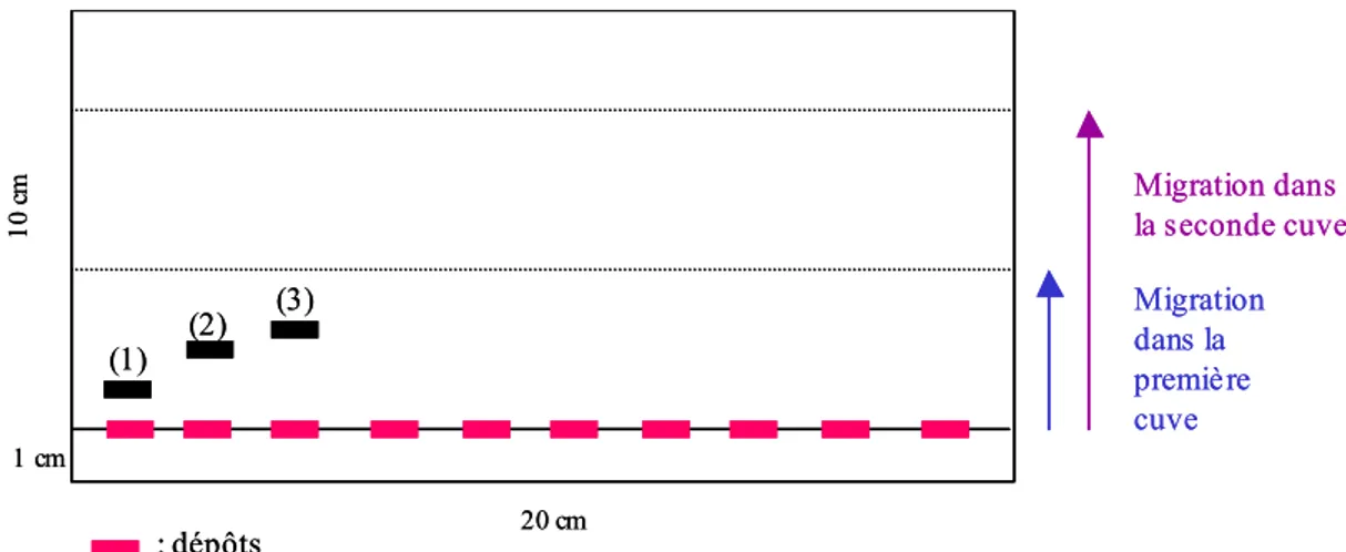 Figure 21 : Schéma de la plaque de silice utilisée pour la quantification des triglycérides (2), des  ergostérols (1) et des esters d’ergostérols (3)