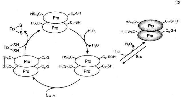 Figure 1.1  Cycle de peroxydation d'une 2-Cys Prx eucaryote. (Tirée de Noichri et al.,  2015) 