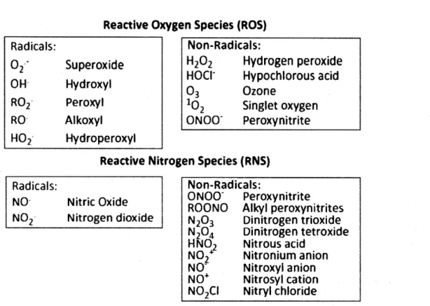 Figure  1.2  Types  d'espèces  réactives  de  l'oxygène  et  de  l'azote  produits  dans  les  cellules