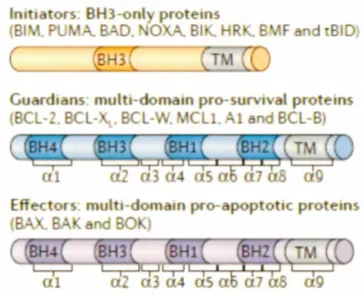 Figure  1.6  Classification  des  protéines  de  la  famille  Bcl-2  selon  leur  domaine  BH