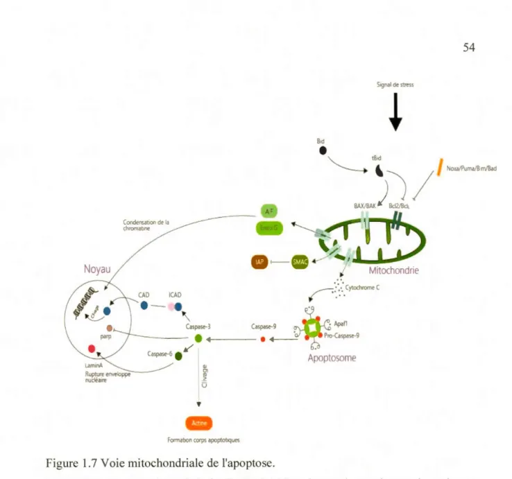 Figure 1. 7 Voie mitochondriale de l'apoptose. 
