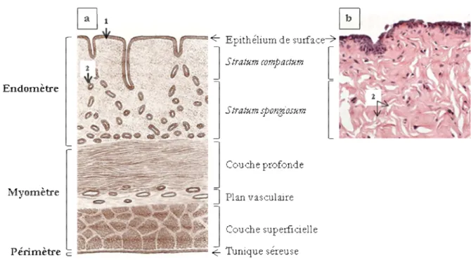 Figure 1 : Histologie de l’utérus non gravide de la vache.  a. Aspect schématique (d’après Pavaux, [9]) 