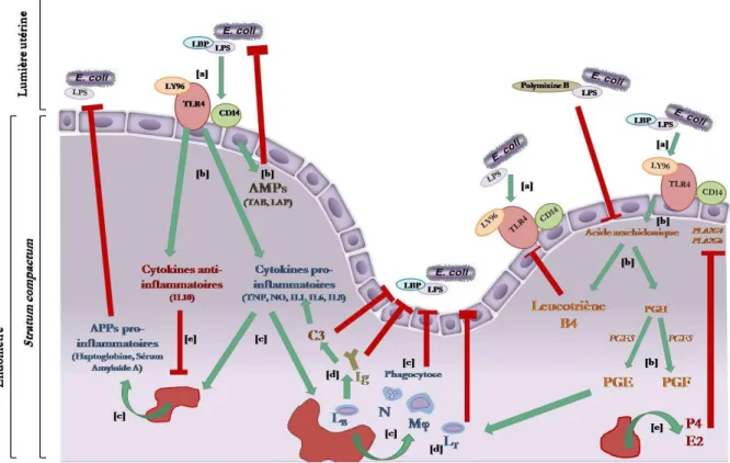 Figure 4 : Représentation schématique de la cascade de signalisation et de la réponse immunitaire  locale face à la contamination bactérienne de l’endomètre bovin (d’après Sheldon et al