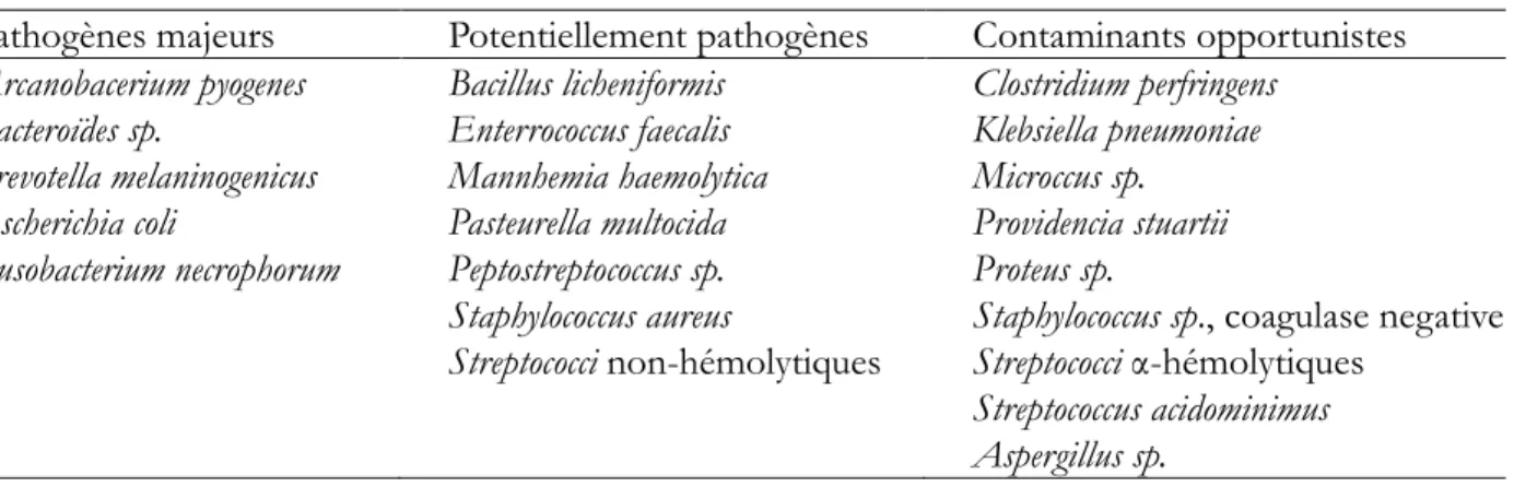 Tableau 1 : Classification des bactéries isolées par culture aéro- et anaérobie, selon leur pouvoir  pathogène potentiel dans l’utérus (Williams et al., [39])