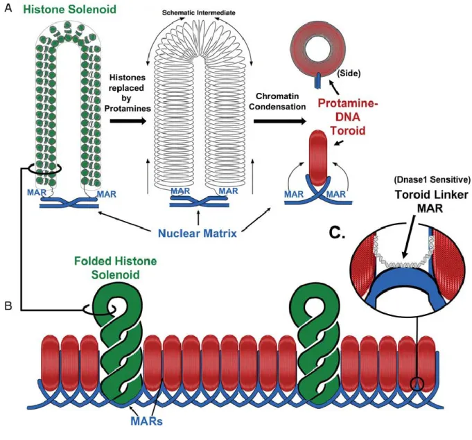 Figure I-3: Trois principaux éléments structuraux de la chromatine du spermatozoïde. 