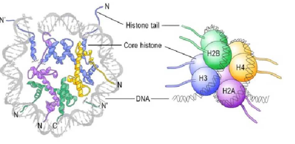 Figure I-5 : Les histones et leur association dans les nucléosomes. 