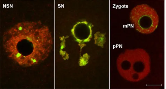 Figure  I-6:  Distribution  de  H3K9me3  dans  des  ovocytes  et  embryons  de  souris