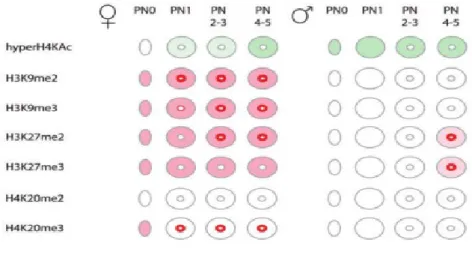 Figure  I-8:  Résumé  de  quelques  modifications  post-traductionnelles  d'histones  dans  l'embryon  de  souris  au  stade  1-cellule,  depuis  la  fécondation  (PN0)  jusqu'au  stade  PN5