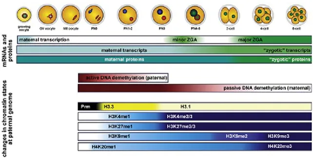 Figure I-11: Schéma récapitulatif des principaux processus biologiques et changements  temporels dans  les états de la chromatine au début du développement, depuis l'ovocyte jusqu'au stade 8-cellules