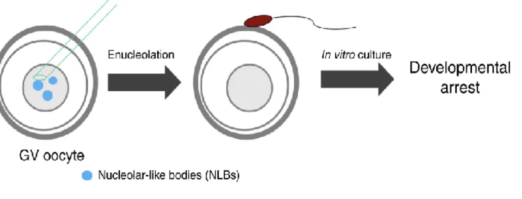 Figure  II-10:  Effet  de  la  manipulation  artificielle  des  NLB  et  des  facteurs  associés  aux  NLBs  sur  le  développement embryonnaire