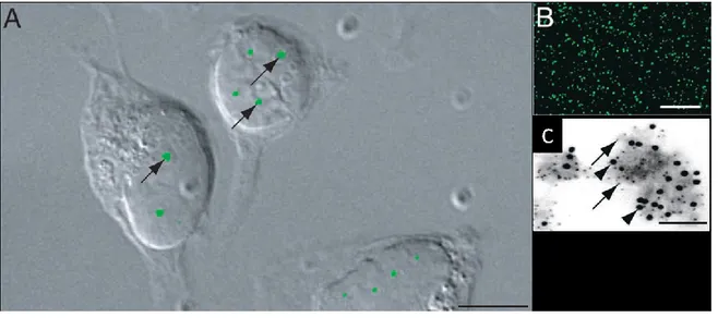 Figure  II-14:  Corps  de  Cajal.  (A),  cellules  HeLa  exprimant  une  protéine  coiline  fluorescente  (les  flèches  indiquent les corps de Cajal)