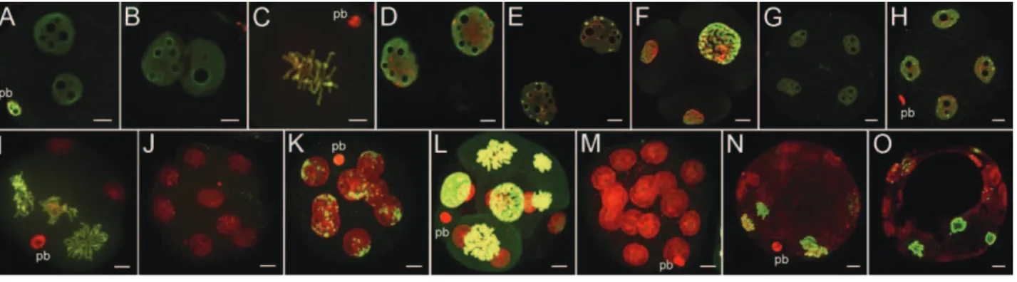 Figure 1: Distribution of H3S10P during the entire mouse preimplantation development.   Immuno-fluorescent  staining  of  H3S10P  (green)  and  DNA  (red)  was  performed  on  preimplantation embryos at different time points:  at 18hphCG (A) and 28hphCG (B