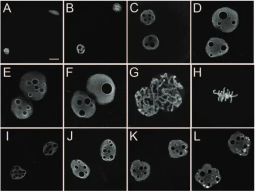 Figure  2:  Distribution  of  H3S10P  during  the  first  and  second  cell  cycle  in  mouse  embryos