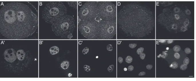 Figure 5: Detection of Aurora B kinase in preimplantation mouse embryos 