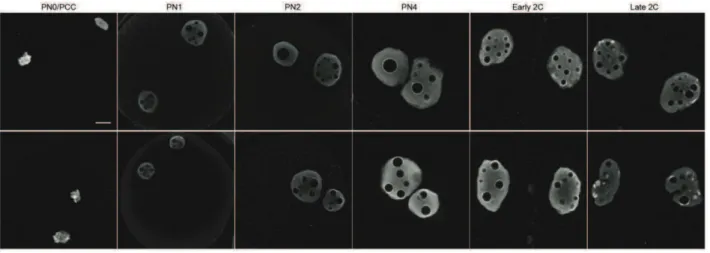 Figure 1. H3S10P detection in fertilized and cloned embryos  