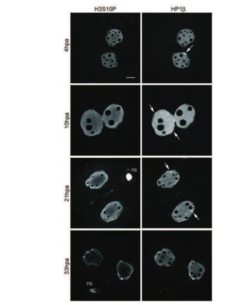 Figure 4. Double immunostaining with H3S10P and HP1 in early cloned embryos.   Cloned  embryos  were  stained  for  H3S10P  and  HP1b protein  at  various  time  points  after  activation and observed on the Apotome microscope (only single z-sections are 