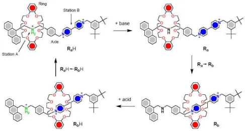 Figure 3.1: Schematic representation of the shuttling processes of the molecular ring in the examined rotaxane.