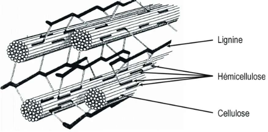 Figure 1.3 Organisation structurelle des composantes lignocellulosiques de la paroi cellulaire 