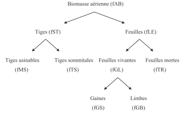 Figure 2.5 Partition de la biomasse aérienne fraîche (fAB) en ses composantes anatomiques 