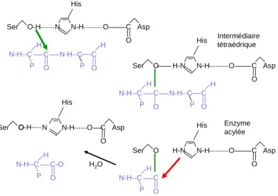 Figure 2-1 : Mécanisme des peptidases à sérine. Le polypeptide (bleu) s’insère dans la protéase (noir) à sérine de telle 