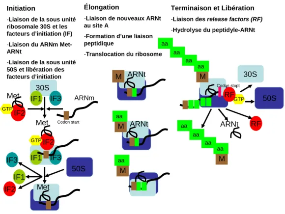 Figure 2-19 : Schéma des étapes II à IV de la synthèse des protéines. 
