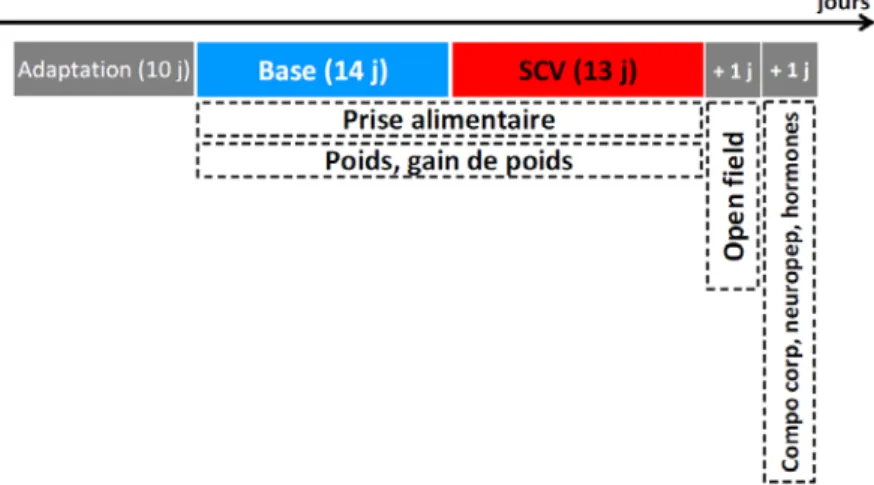 Figure 33. Protocole expérimental pour valider le modèle de stress chronique variable et étudier  son effet sur prise alimentaire