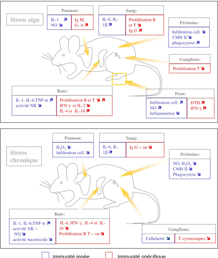 Figure 4: Effets du stress sur l’immunité innée et acquise.