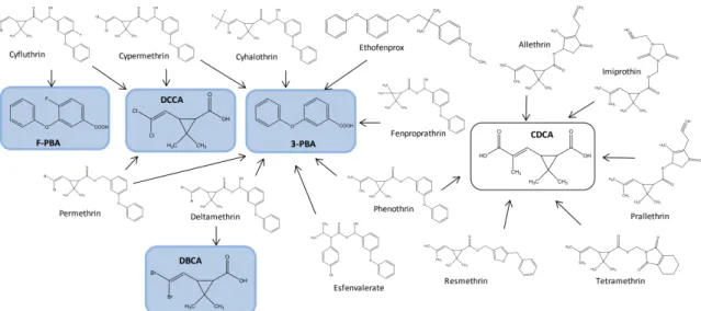 Figure II-6 : Voies métaboliques spécifique et non spécifiques de substances  pyréthrinoïdes 