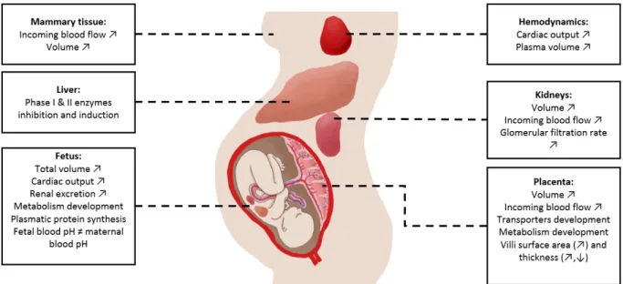 Figure IV-1 : Physiological, anatomical and biochemical changes in the mother and the  fetus which could influence maternal or fetal dosimetry