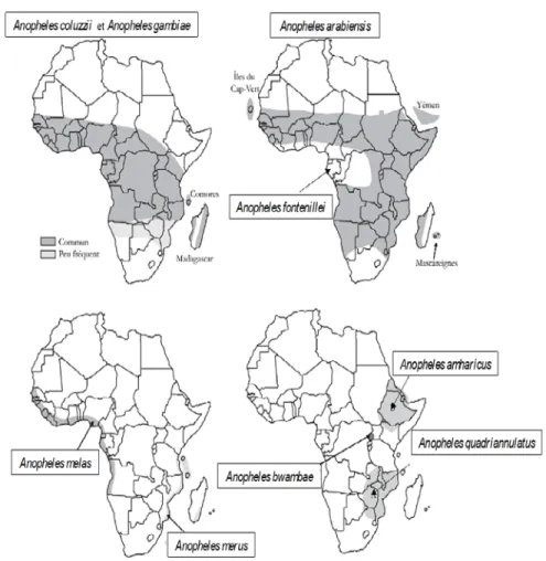 Figure 2 : Distribution des espèces du complexe Anopheles gambiae en Afrique (d’après  Carnevale &amp; Robert (2009), actualisé) 