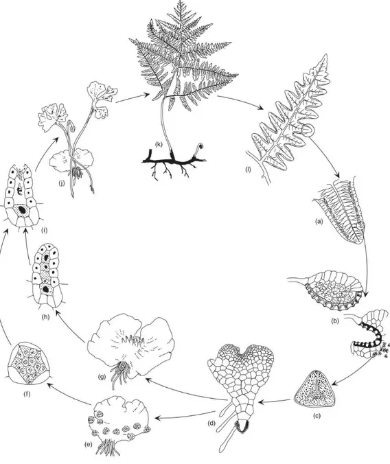 Figure 15. Cycle de vie général de la Fougère aigle (Figure tirée de Marrs et Watt 2006)