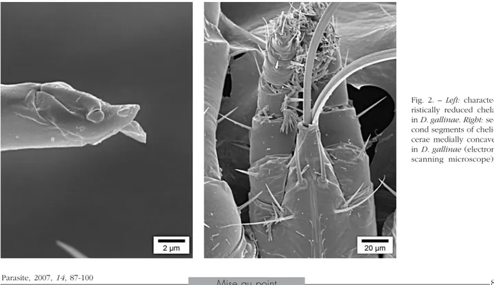 Fig. 2. – Left: characte- characte-ristically reduced chela in D. gallinae. Right:  se-cond segments of  cheli-cerae medially concave in D