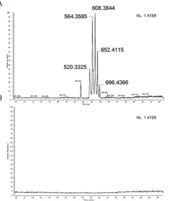 Figure  21  :  Chromatogramme  extrait  des  ions  de  rapport  m/z  520,333,  564,359,  608,385,  652,411,  696,438  obtenu sur un blanc sans (A) ou avec (B) cartouche de purification sur un système 1D nanoLC Dionex