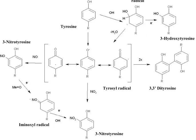 Fig. 1.8 In vivo 3-Nitrotyrosine generation main pathway 