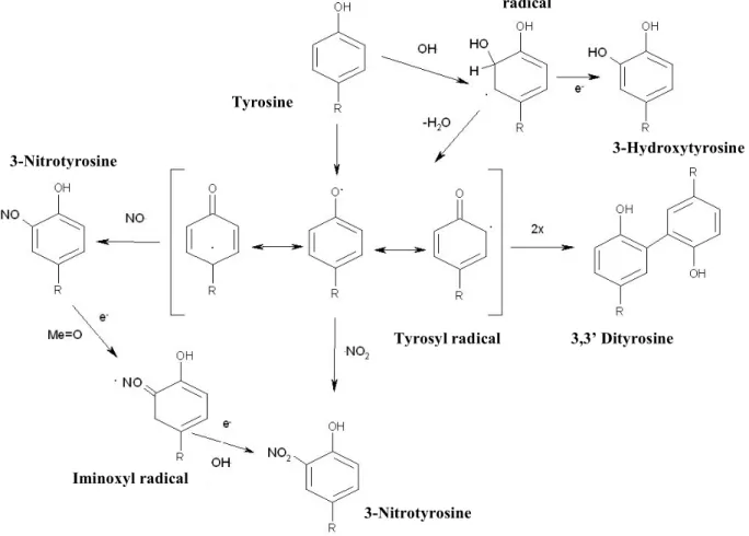 Fig. 1.8 In vivo 3-Nitrotyrosine generation main pathway 