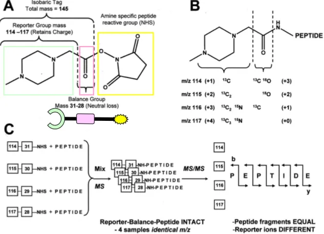 Fig. 3.1 iTRAQ workflow.  It is also evidenced  that the iTRAQ reagent has  the peculiar structure of a 