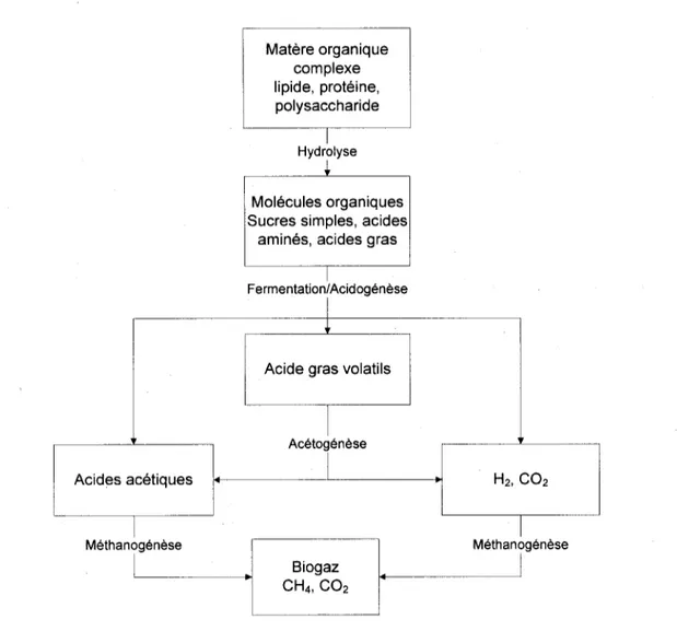 Figure 2.3 Metabolismes de la matiere organique par differentes bacteries 