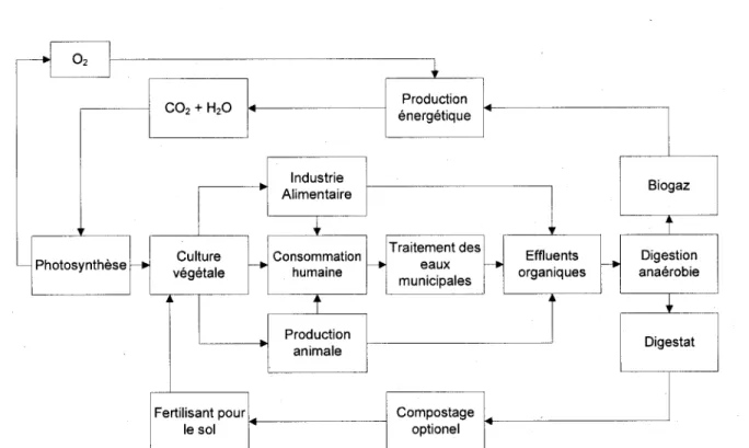 Figure 2.4 Cycle de la methanisation d'effluents a forte charge organique 