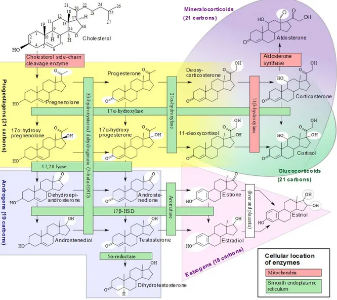 Figure 2.2  Voies métaboliques de la formation des hormones estrogènes.  Tiré de Boron and Boulpaep, 2003