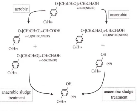 Figure 2.3  Dégradation des nonylphénols éthoxylates dans les eaux usées d'une station  d'épuration