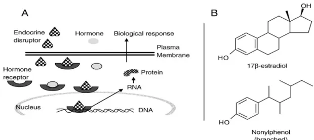 Figure 2.4  Action mimétique d'interférence de NP en compétition avec E2 pour les récepteurs  des hormones endocrines