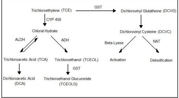 Figure 2.2  Représentation schématique du métabolisme du TCE. Modifié de Pastino  et al